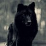 Blackwolf40
